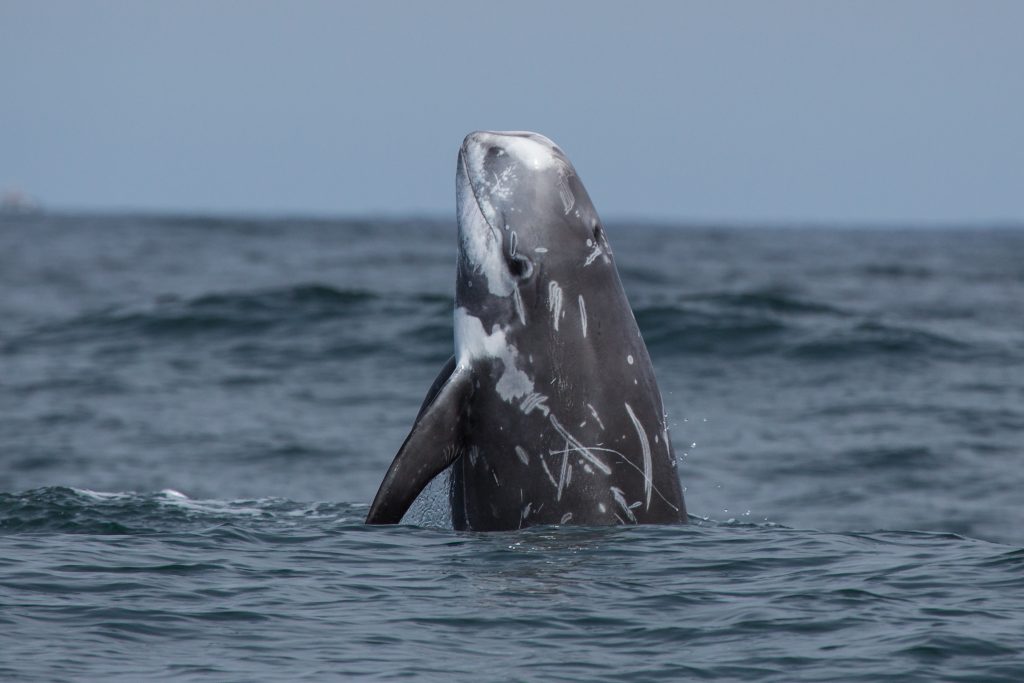 A dolphin in the sea. Why not take a dolphin watching tour on your next Mexico holiday?