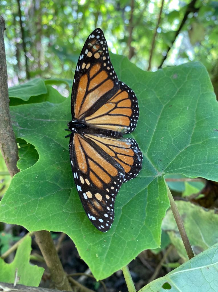 A monarch butterfly on a maple leaf.