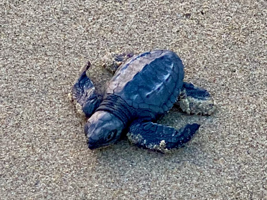 Baby Turtle on a Mexican beach.