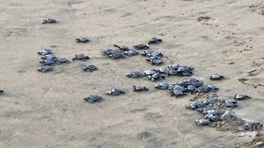 Turtles in Mexico. You can help to protect them, in your next Mexico holiday trip.
