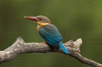 Ökotourismus in Kambodscha - Vogelbeobachtung