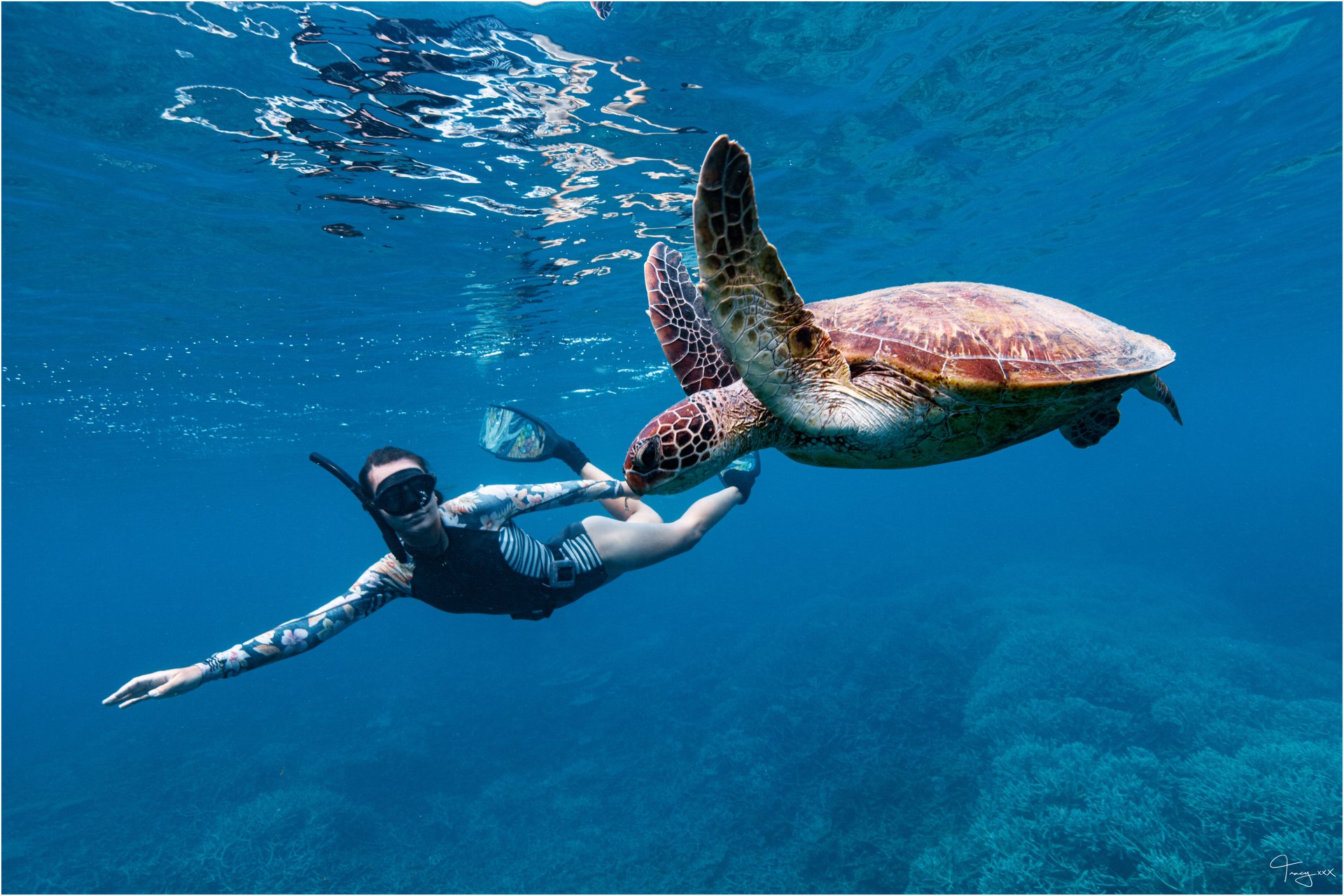 Diving with Turtles Bundaberg
